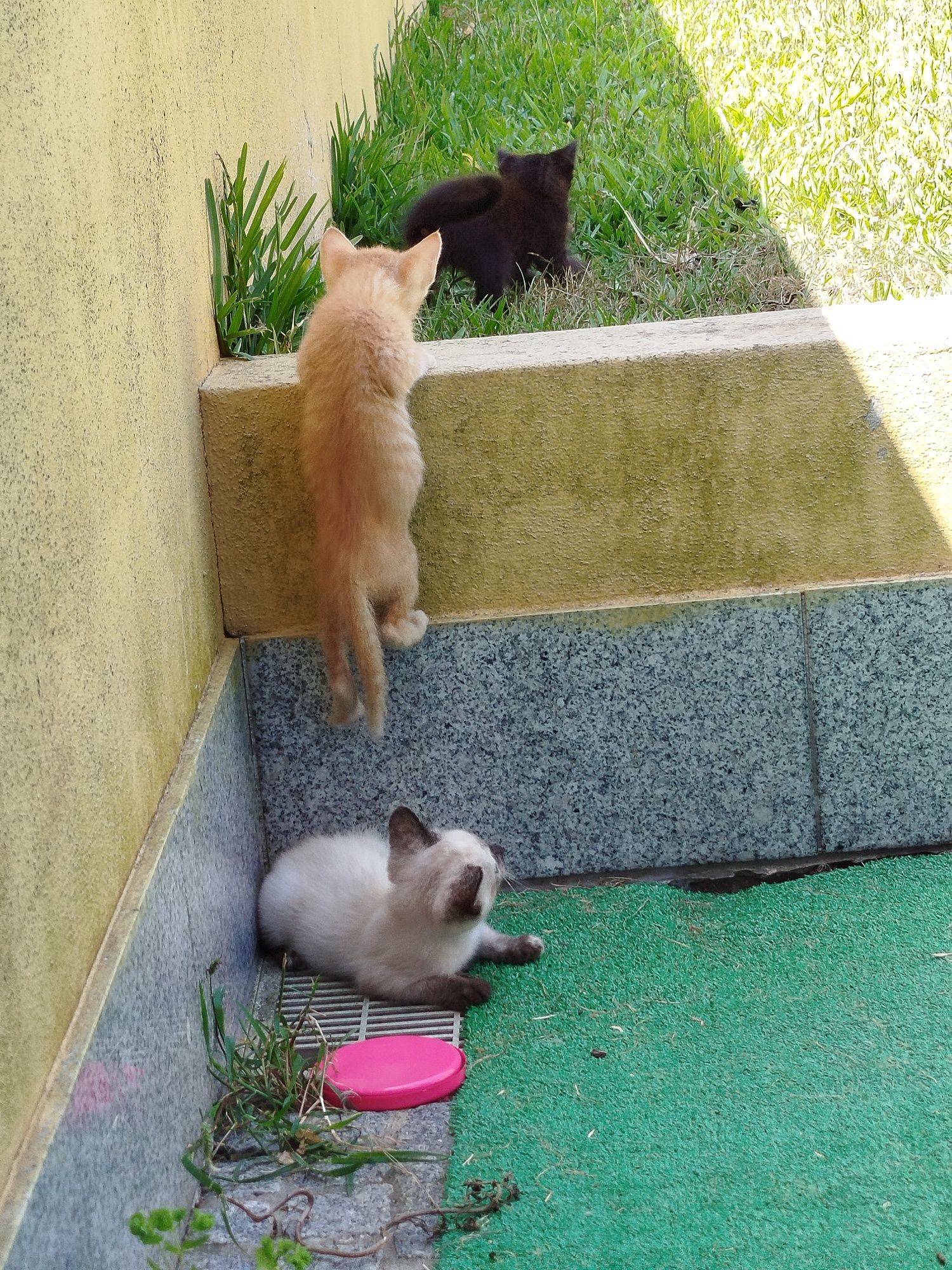 Gatinhas   bebés