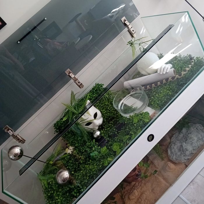 Terarium wąż hybryda zbożowy