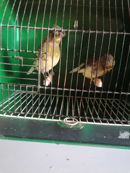 C  A  N  A  R  I  O  S