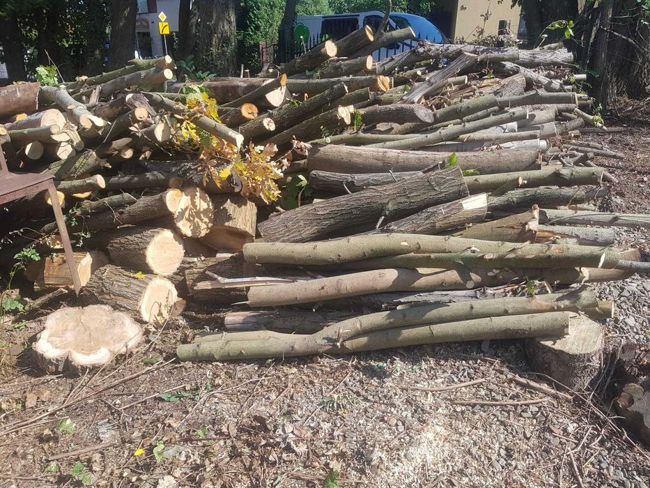 drewno drzew liściastych 150zł za kubik
