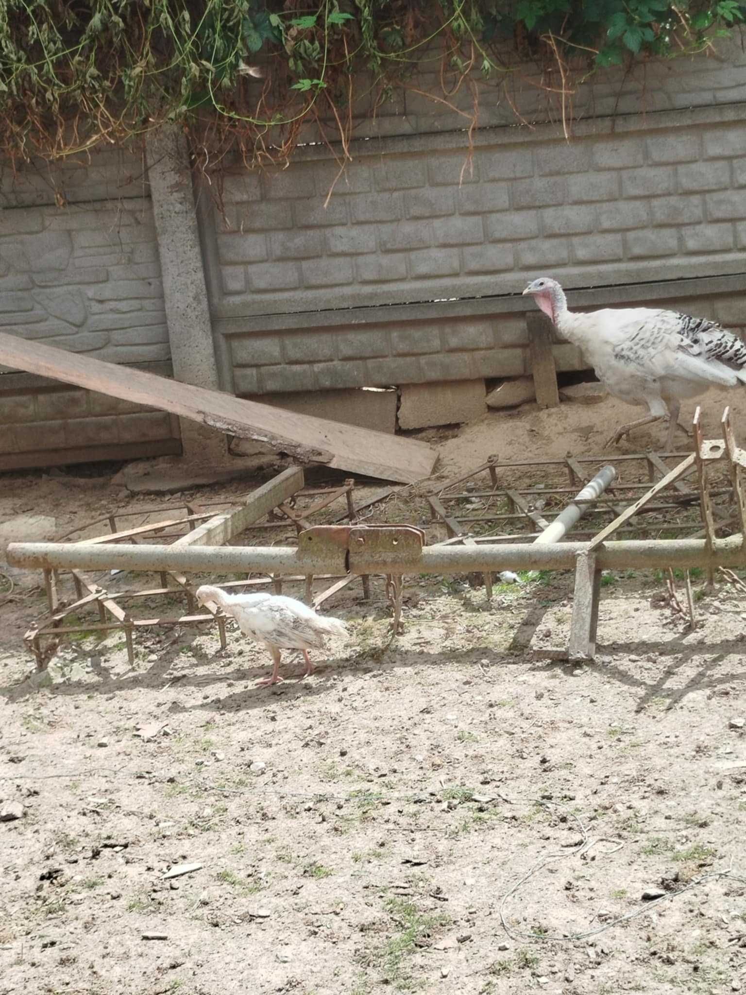 Sprzedam parę indyków