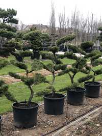 Juniperus jałowiec Bonsai Niwaki drzewa ogrodowe wyprzedaż BONSAI PARK