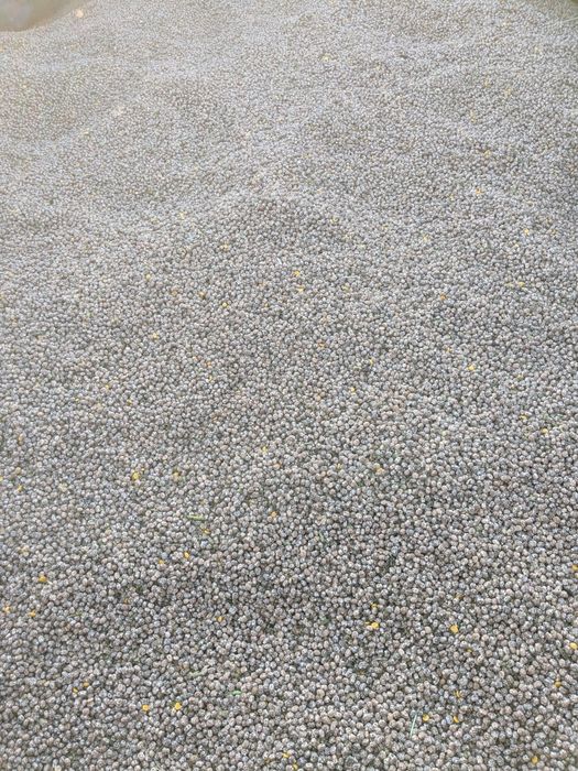 Łubin gorzki karo tegoroczny