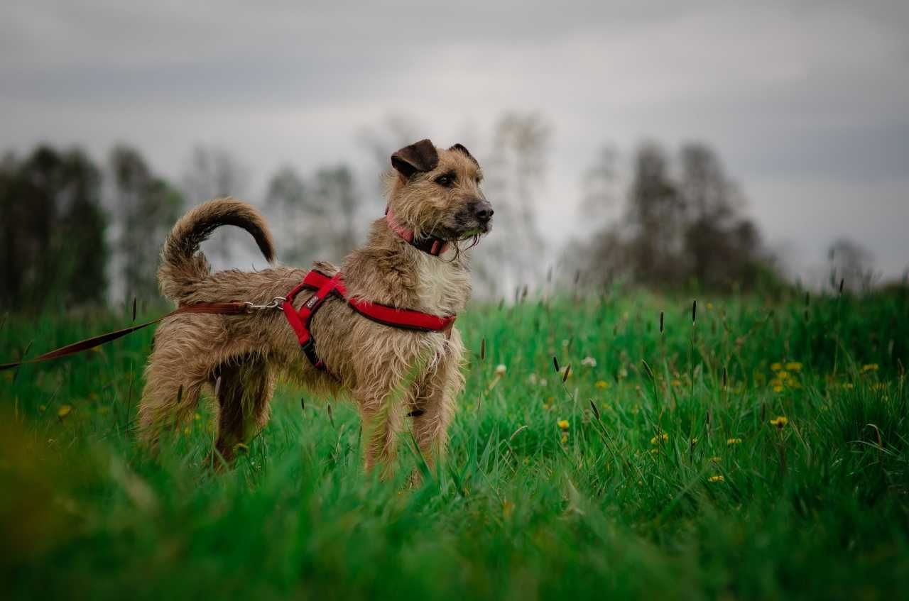 Benji - terrierowaty przystojniaczek czeka na wymarzony dom! :)