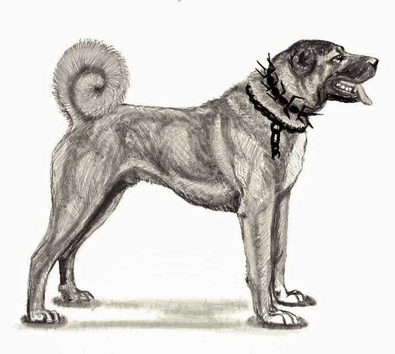Champion Turcji BARUT kangal.D.K.BUBU FCI