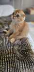 Menina Scottish fold.