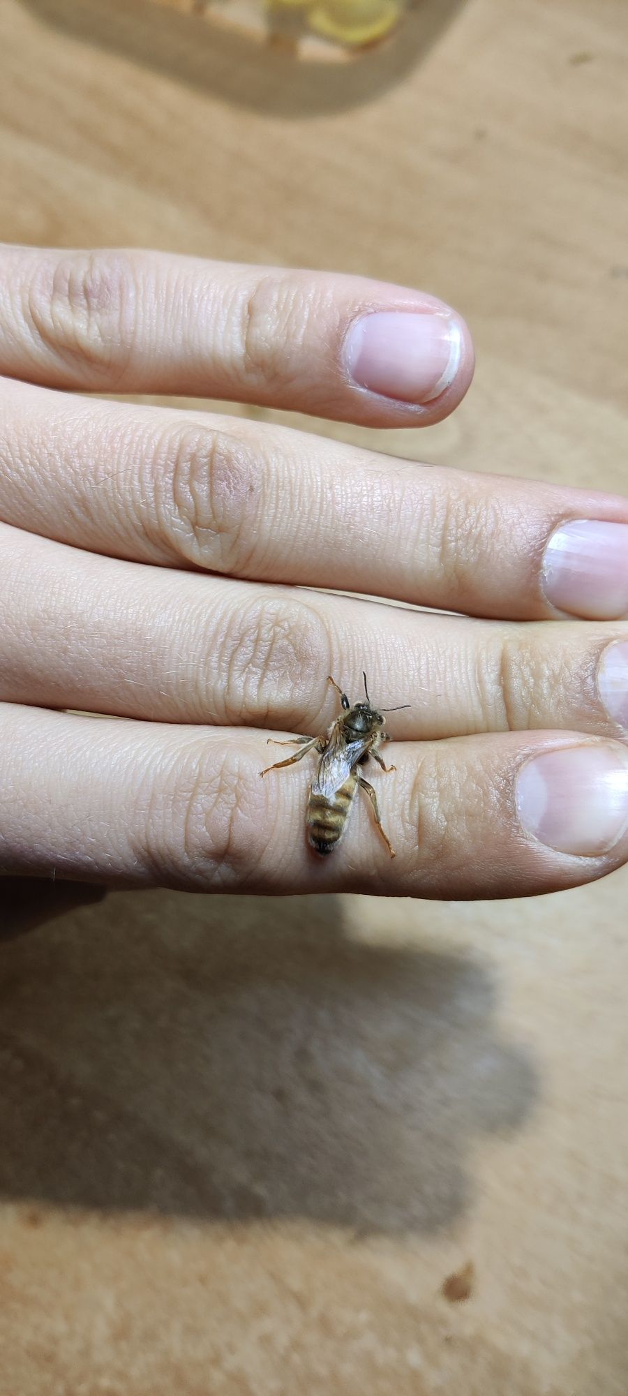 Matki pszczele Unasiennione Naturalnie buckfast oraz Carnica