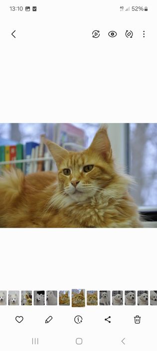 Мейн куни купити недорого