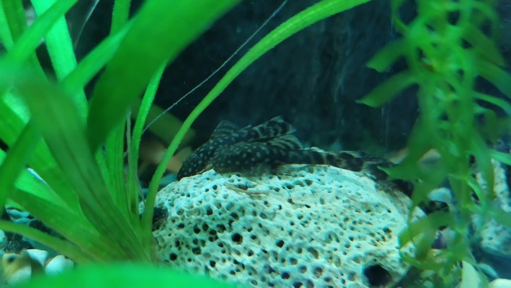 Безкоштовно віддам рибки анцитруси, сомики мальки.