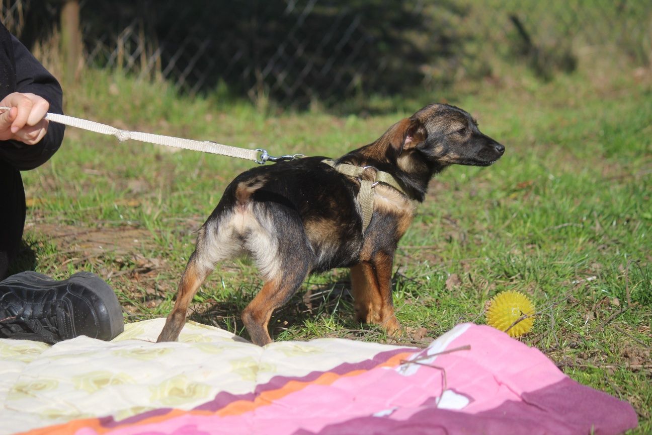 Lola ma ok trzy miesiące szuka domu