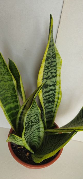 Planta Espada de São Jorge em Vaso 15 cm