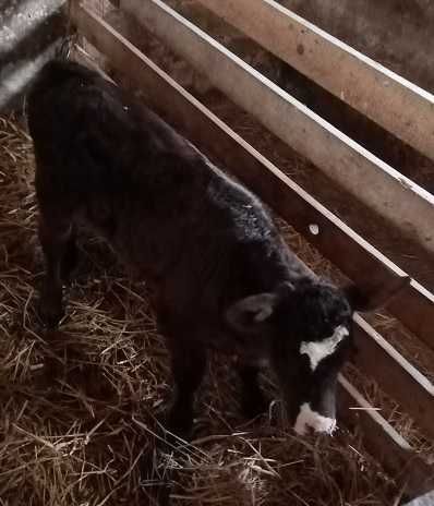 Byczek HO i jałoszka MM