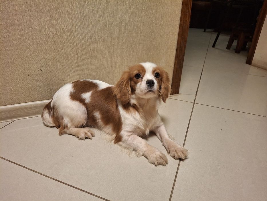 Продам девочку подростка Кавалер Кинг Чарльз Спаниель.