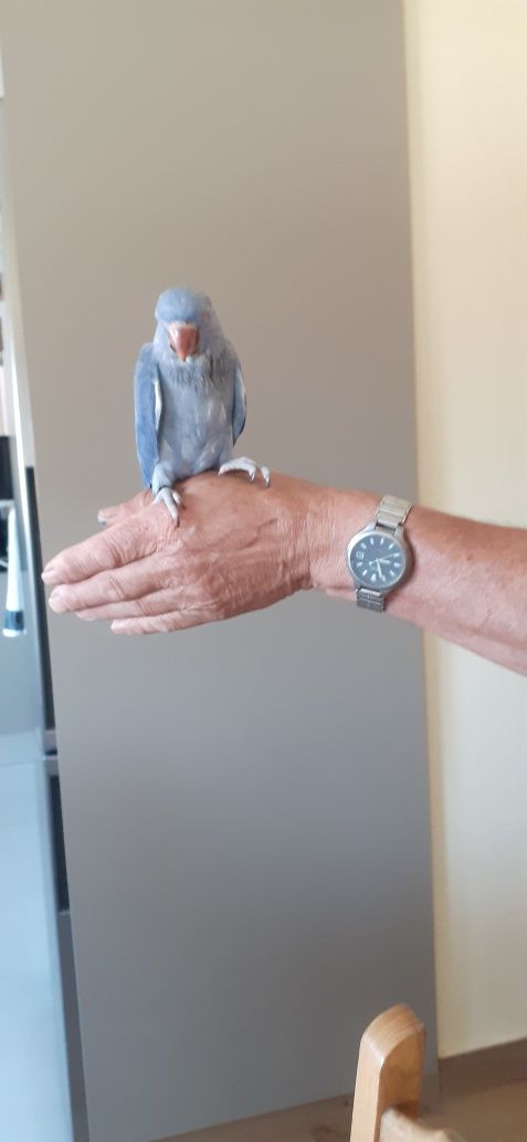 Aves rig  neke domesticado