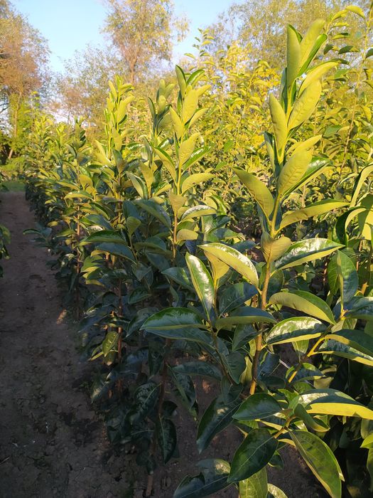 Хурма.  Щеплена хурма