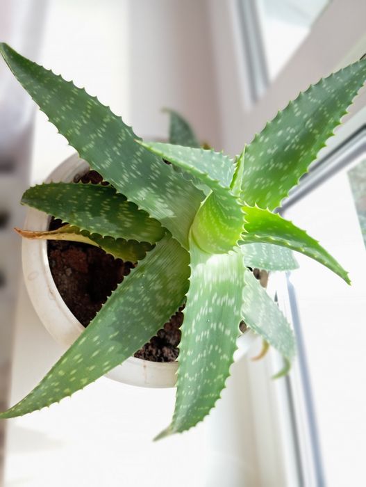 Доросла квітка алоє