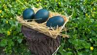 Страусиные яйца Яйцо страуса Эму