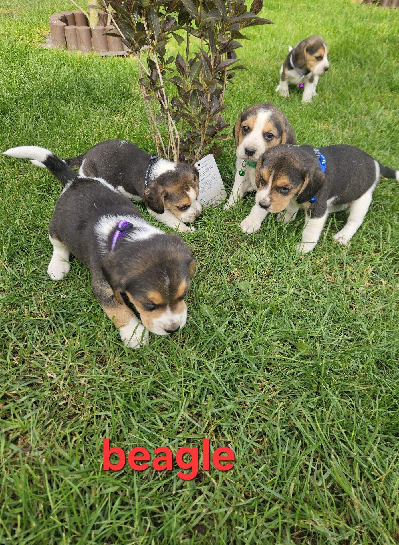 Beagle z Rodowodem do odbioru