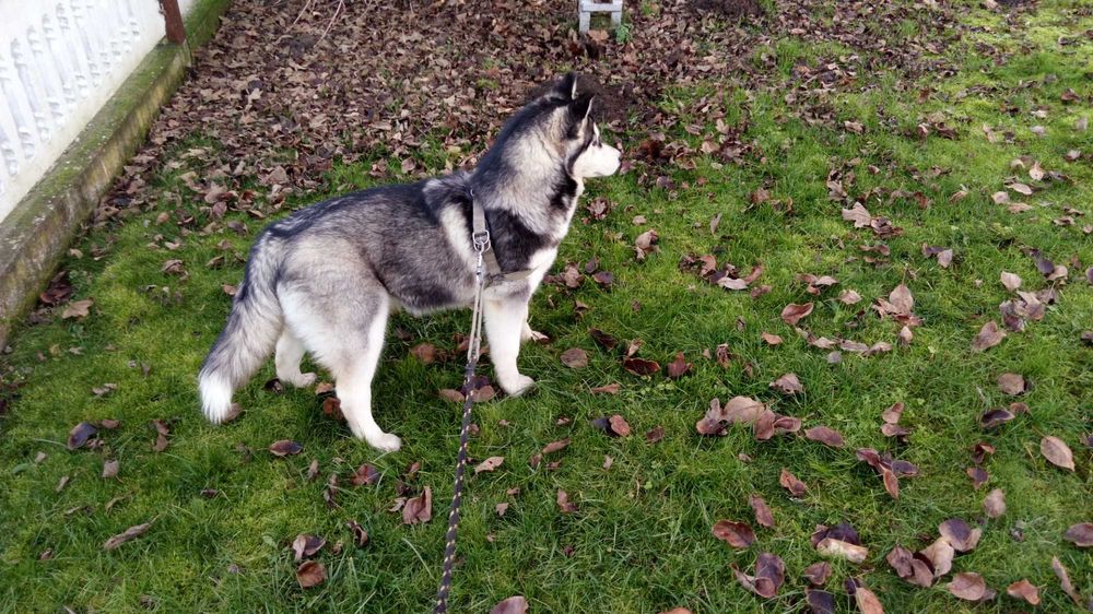 Husky-szczeniak suczka