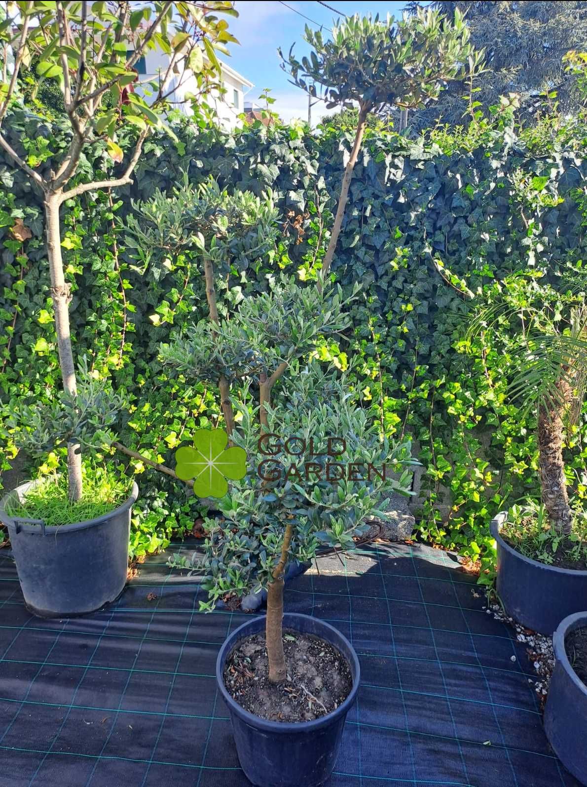 Oliveiras Bonsai a Bom Preço!