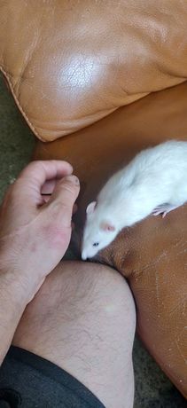 Крыса (крысочка) белая ручная 3 месяца