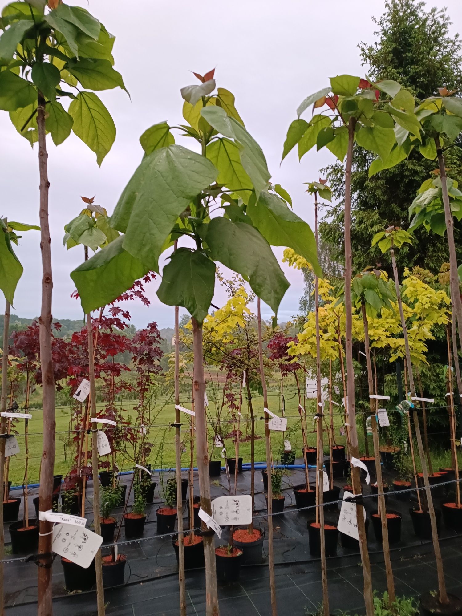 Catalpa nana   Surmia Begonia Nana katalpa