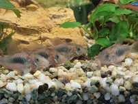 Corydora bronze (corydora aeneus)