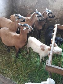 Barany, owce, jagnięta kameruńskie