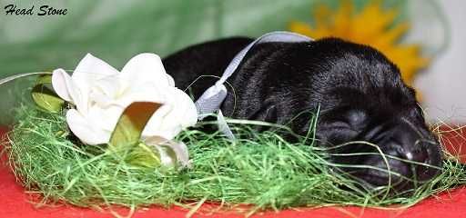 Клубные щенки Лабрадора ретривер