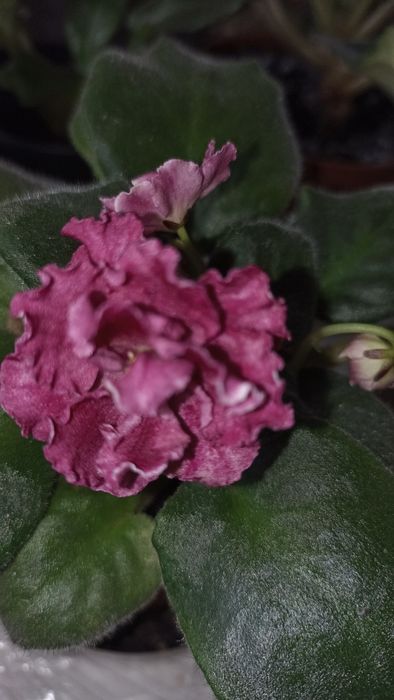 Фіалка квітуча сортова