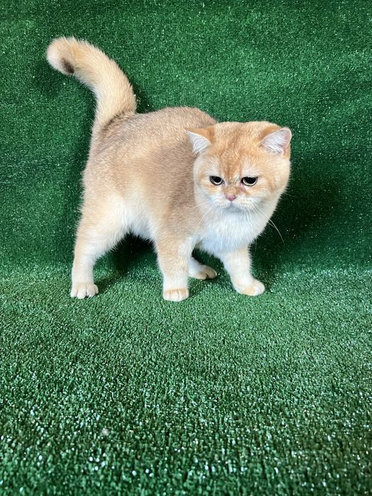 Британська золота шиншила хлопчик 6 міс‼️