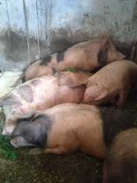 Полу туші свинини