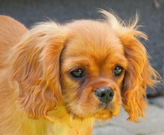 Cavalier King Charles Spaniel  - Piesek  ZKwP/FCI