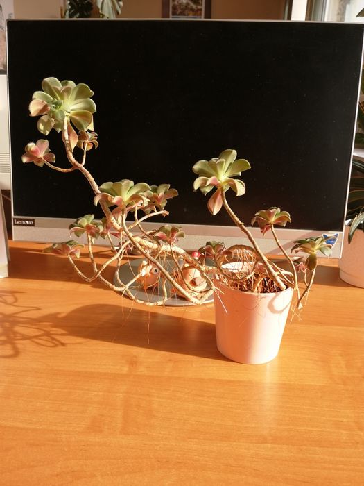 Aeoniun haworthii "Kiwi" duża roślina