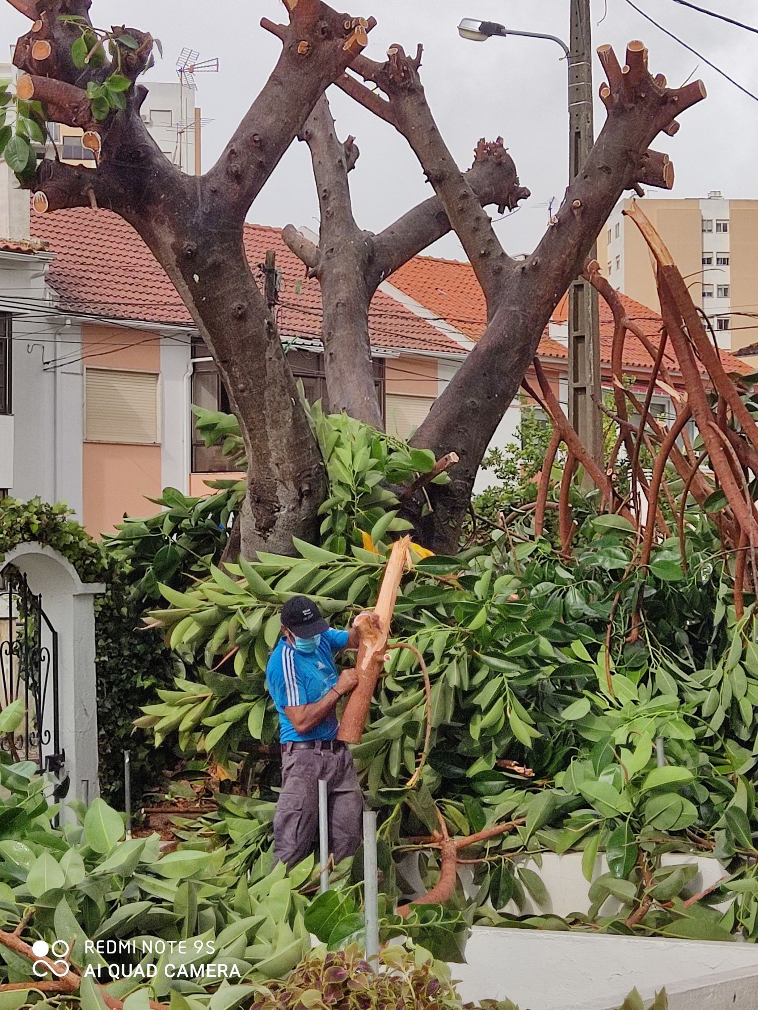 Limpeza de jardins ,corte e abate de Árvores