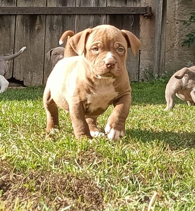 Szczeniaki bandog- cane corso dog argentyński mastino amstaff