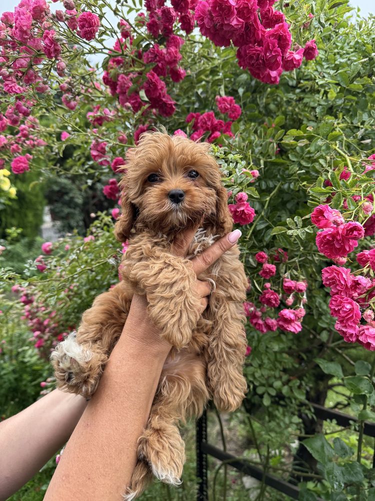 Cavapoo F1 RED wyjątkowa dziewczynka ZAREZERWOWANA