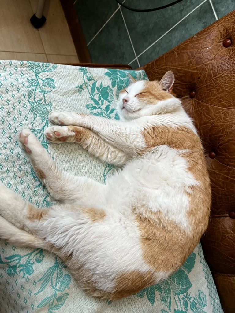 Котик в надійні руки безкоштовно