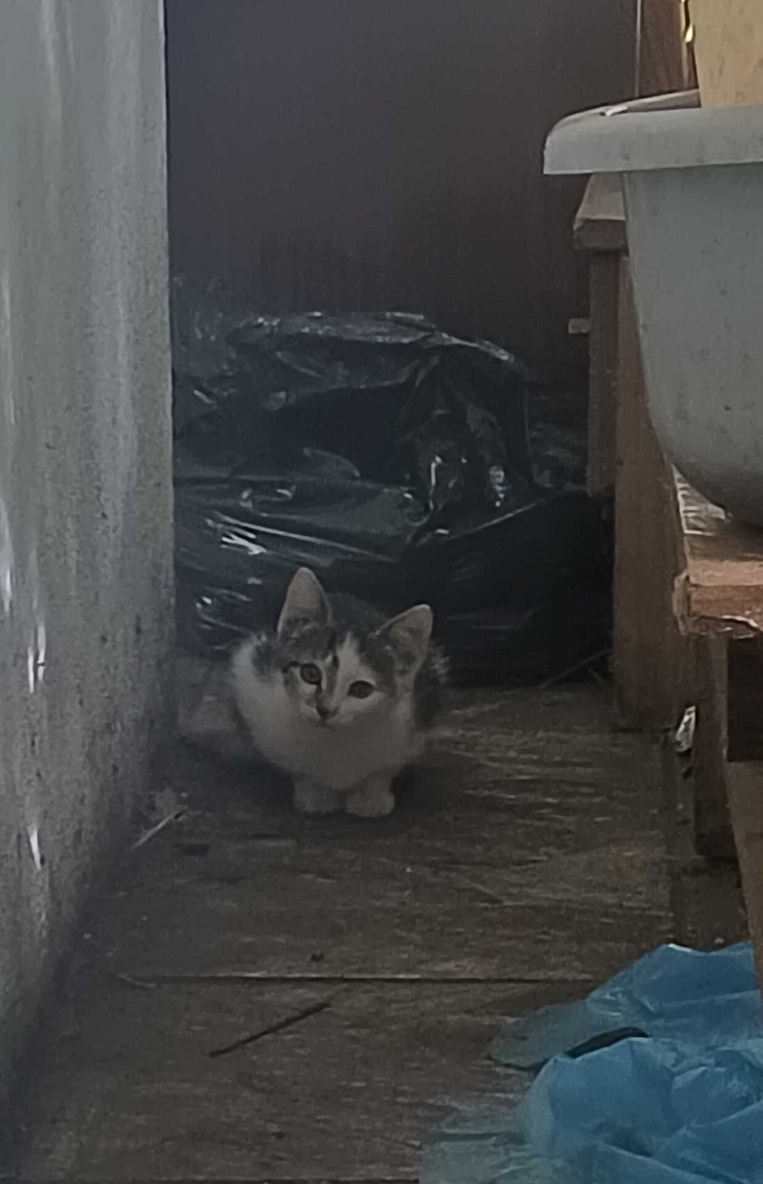 Kotka 2 miesiące do adopcji