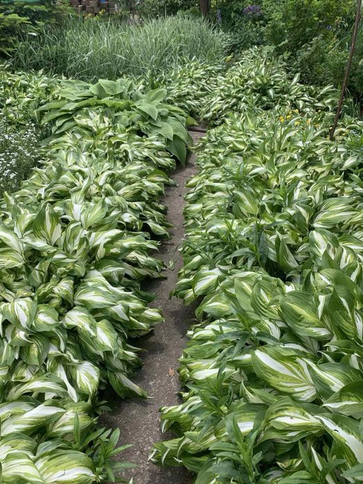 Хоста хвиляста (маленька або повноцінний кущ)