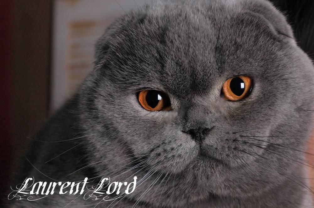 Шотландец Лорри голубого окраса приглашает девочку