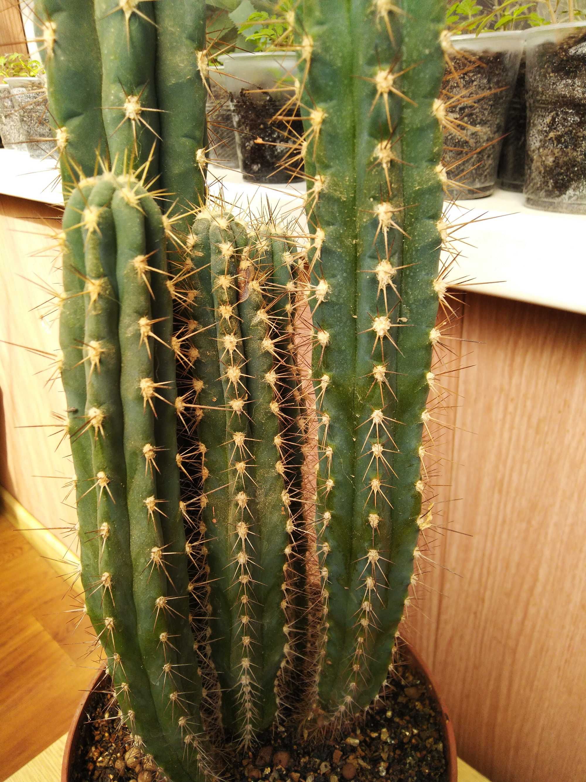 Кактус Setsonia. Высота растения max 60 см.