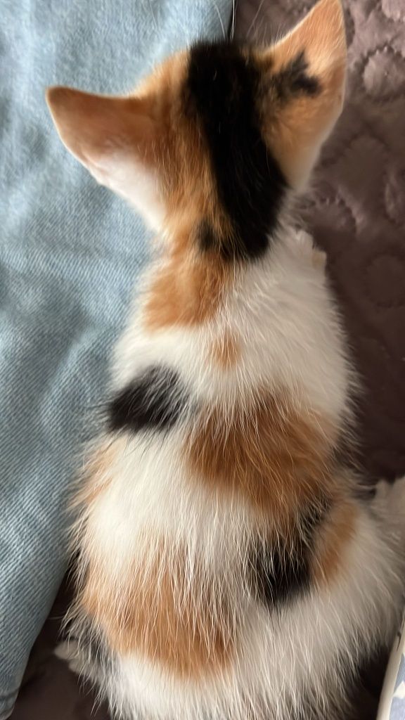 Gatos meigos para dar