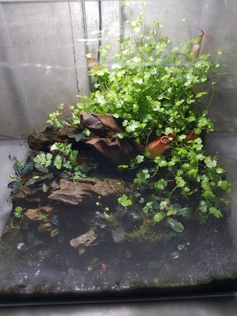 Paludarium akwarium