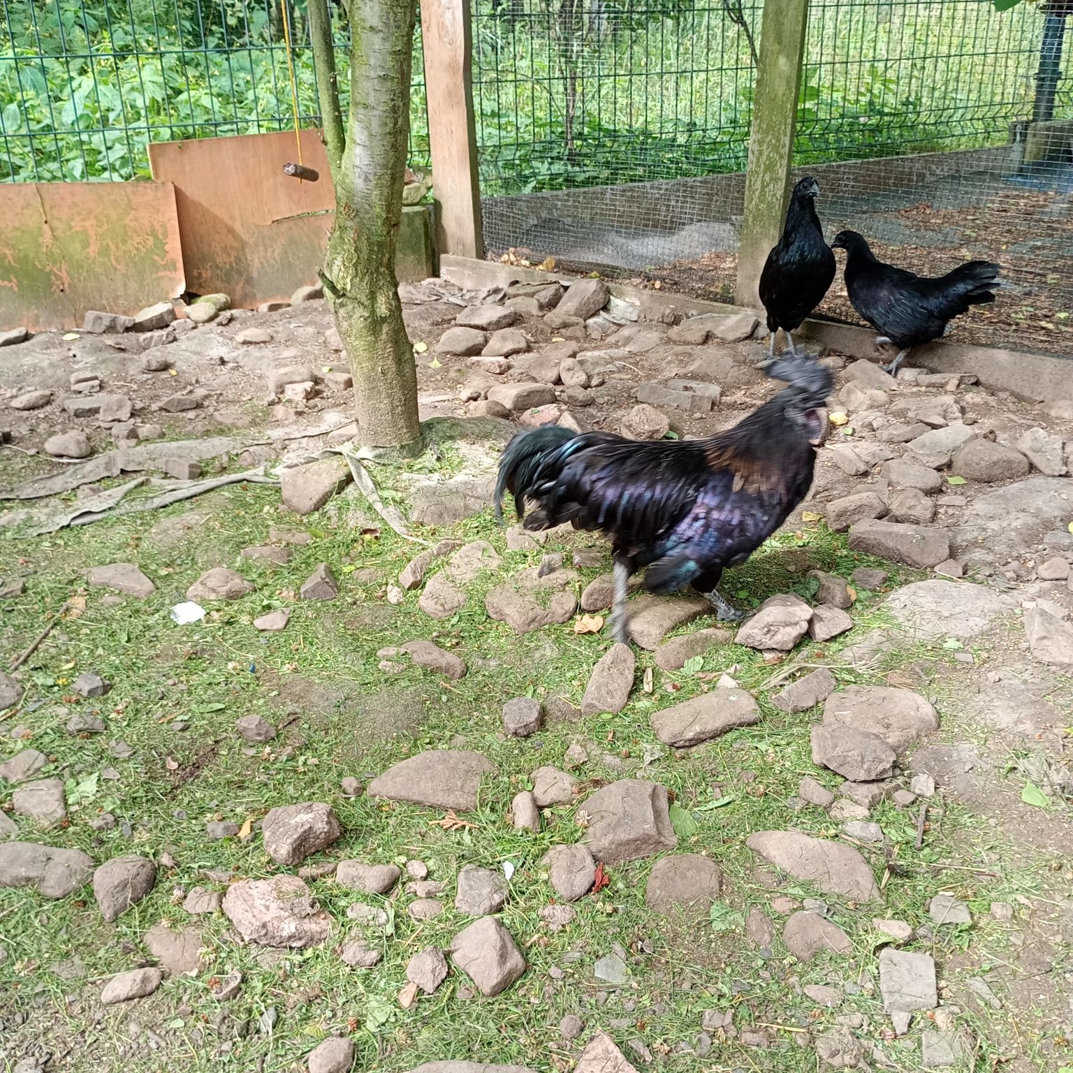 Ayam cemani kogut roczny