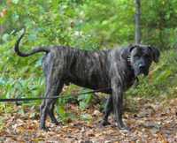 Akoran - pies w typie dogo canario /persa canario