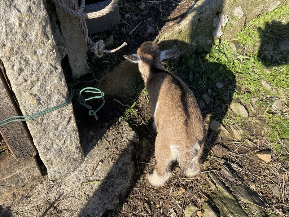 Vendo cabras de quinta
