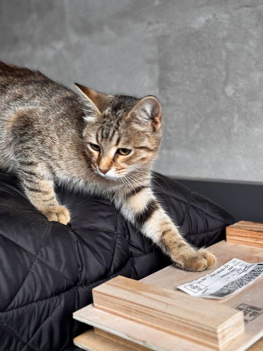 Кошенята безкоштовно стерилізовані