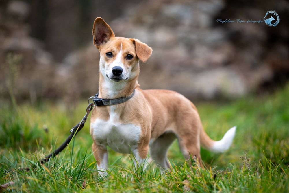 Młoda sunia Szajba szuka domu