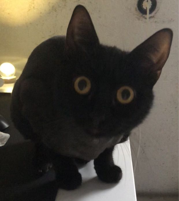 Віддам в добрі руки